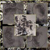 Collemopsidium foveolatum image