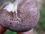 Entoloma violaceum image