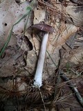 Entoloma violaceum image