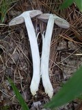 Entoloma violaceum image