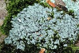 Cladonia symphycarpia image