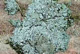 Cladonia symphycarpia image