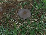 Parasola plicatilis image