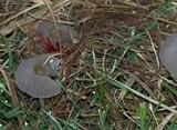 Parasola plicatilis image