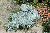 Cladonia symphycarpia image