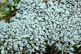 Cladonia symphycarpia image