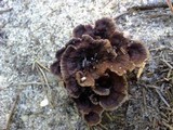 Thelephora terrestris image