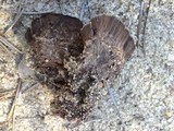 Thelephora terrestris image