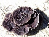 Thelephora terrestris image