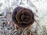 Thelephora terrestris image