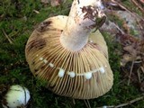 Lactarius volemus image