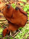 Gyromitra infula image
