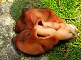 Gyromitra infula image
