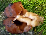 Gyromitra infula image