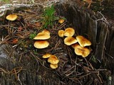 Pholiota spumosa image