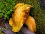 Suillus tomentosus image
