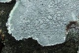 Diploschistes scruposus image