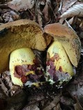 Boletus subluridellus image