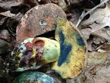 Boletus subluridellus image