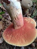 Caloboletus firmus image