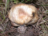 Scleroderma areolatum image
