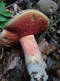 Caloboletus firmus image