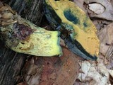 Boletus subluridellus image