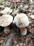 Caloboletus firmus image