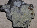Pertusaria lecanina image