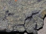 Pertusaria lecanina image