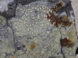Pertusaria lecanina image