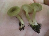 Lactarius griseus image
