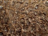 Peltula euploca image