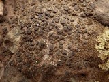 Peltula euploca image