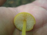 Pluteus chrysophlebius image