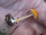 Pluteus chrysophlebius image