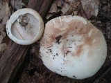 Russula compacta image