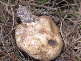 Scleroderma areolatum image