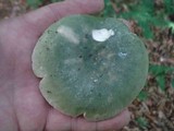 Russula redolens image