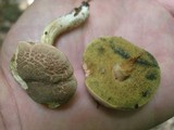 Boletus chrysenteron image