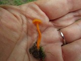 Cantharellus minor image