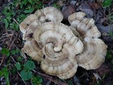 Bondarzewia berkeleyi image