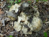 Bondarzewia berkeleyi image