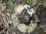 Bondarzewia berkeleyi image
