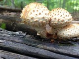 Pholiota squarrosoides image