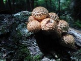 Pholiota squarrosoides image