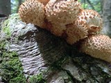 Pholiota squarrosoides image