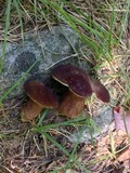 Tylopilus badiceps image