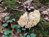 Megacollybia rodmani image