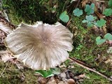 Megacollybia rodmani image